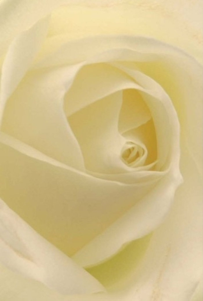 Studying this white rose up close, as one might when exploring Barnsbury's vibrant markets, you become captivated by the interplay of softness and subtle drama in each petal. The gentle layering showcases the true artistry of a local florist-shades of ivory and cream blending smoothly under a bath of natural light, as though the flower is softly illuminated from within. The velvety texture conjures sensations of brushing fingertips over silk and evokes a peaceful atmosphere similar to a stroll through Barnsbury Wood. To me, as an experienced Barnsbury florist, this rose embodies the emotions of romance, apology, and remembrance-often chosen for weddings at St. Andrew's Church or as an elegant token for a cherished neighbour along Copenhagen Street. Its nearly perfect spiral suggests both purity and inner strength, while subtle shifts in tone and shadow only enhance its quiet magnificence. There is an unspoken, clean fragrance-serene and comforting-making the arrangement suitable for a wide range of heartfelt occasions. Each aspect, from the meticulous craftsmanship to the delicate hues, reflects both timeless Barnsbury traditions and a commitment to graceful, meaningful floristry in every bouquet delivered throughout the area.